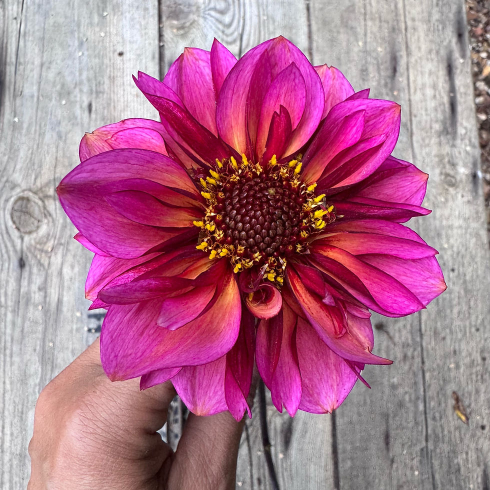 Thumbnail: Dahlia Princess Nadine