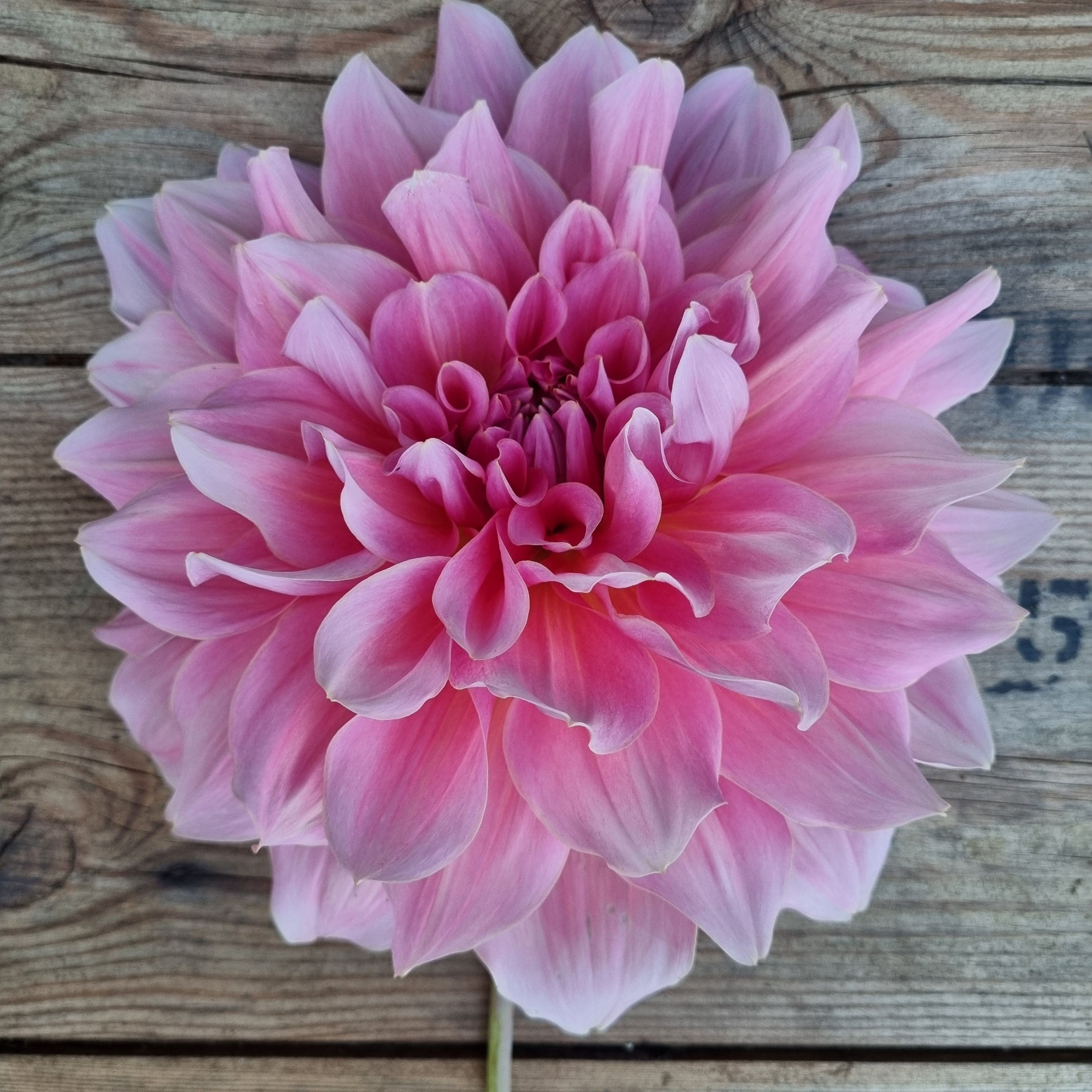 Dahlia ‘Otto’s Thrill’ has giant bubblegum-pink blooms — perfect for bold bouquets and statement summer borders.
