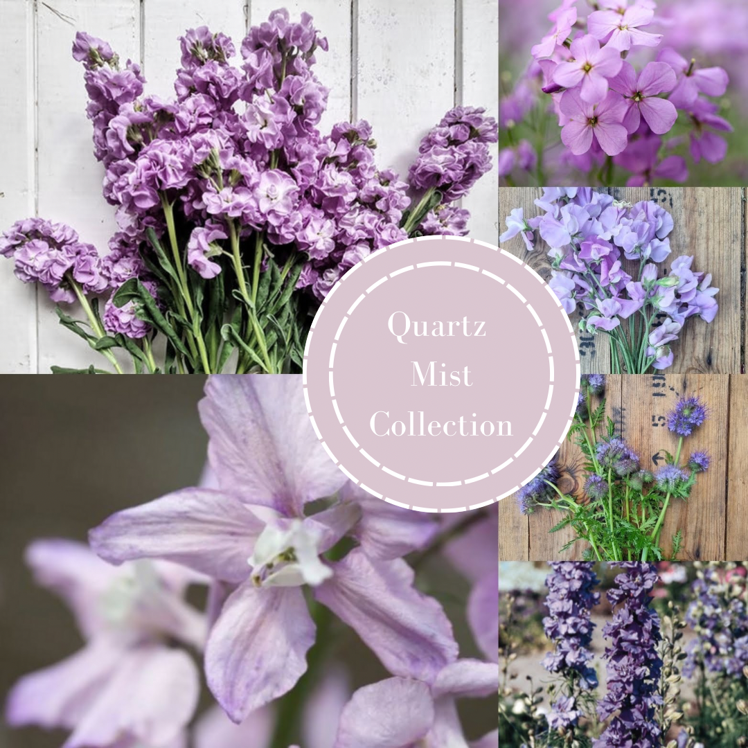 Quartz Mist Seed Collection