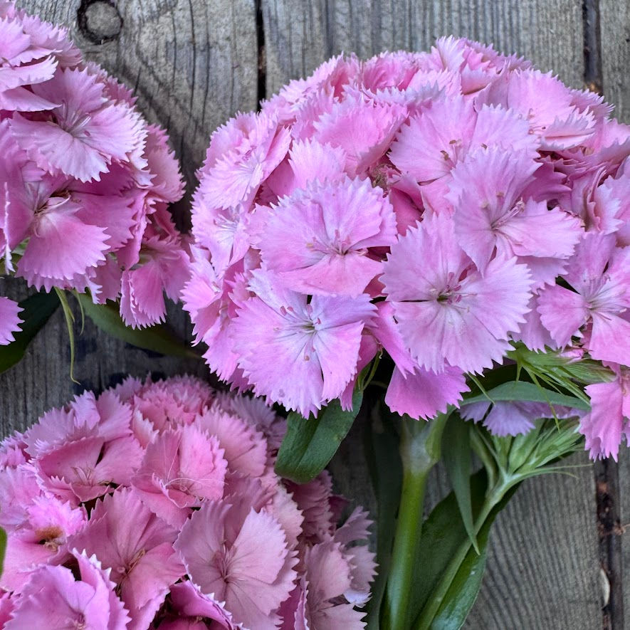 Thumbnail: Dianthus 'Sweet Pink' featuring richly coloured, lightly scented blooms — a florist favourite for romantic arrangements.