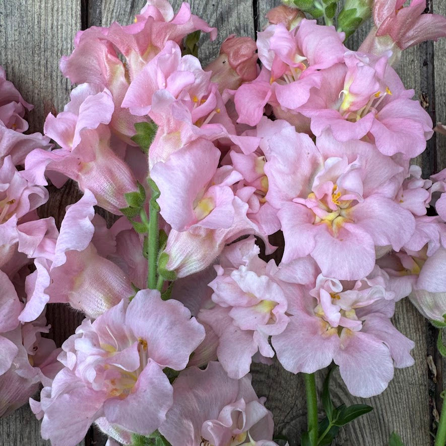 Snapdragon 'Madame Butterfly Pink' featuring ruffled soft pink flowers with a romantic, cottage-garden feel.