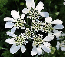 Orlaya Grandiflora 1_edited.jpg