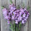 Thumbnail: Elegant lavender-toned Potomac snapdragons blooming on upright stems, ideal for summer bouquets
