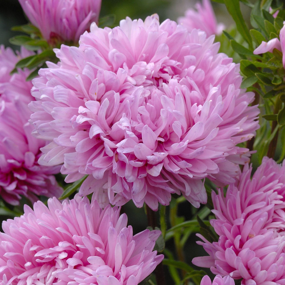 Callistephus - China Aster - King Pink Blooms