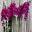 Thumbnail: Potomac snapdragon ‘Crimson’ with deep red blooms and tall, florist-quality stems