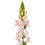 Thumbnail: Antirrhinum Avignon Pink  for cut flower production