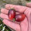 Thumbnail: Indigo Kumquat Tomato with dark shoulders