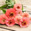 Thumbnail: Zinnia Elegans "Oklahoma Salmon "