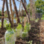 Lush garden with young plants in plastic covers and wooden trellises. A person works in the background. Houses and trees surround the area.