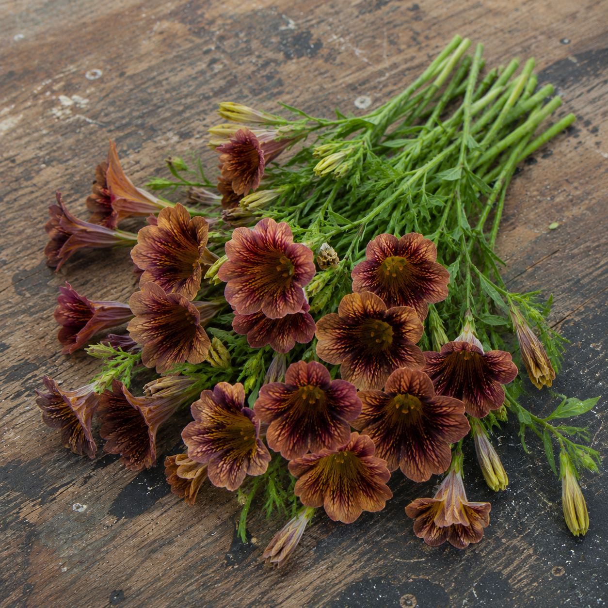 Salpiglossis Cafe Au lait flowers on wooden bench