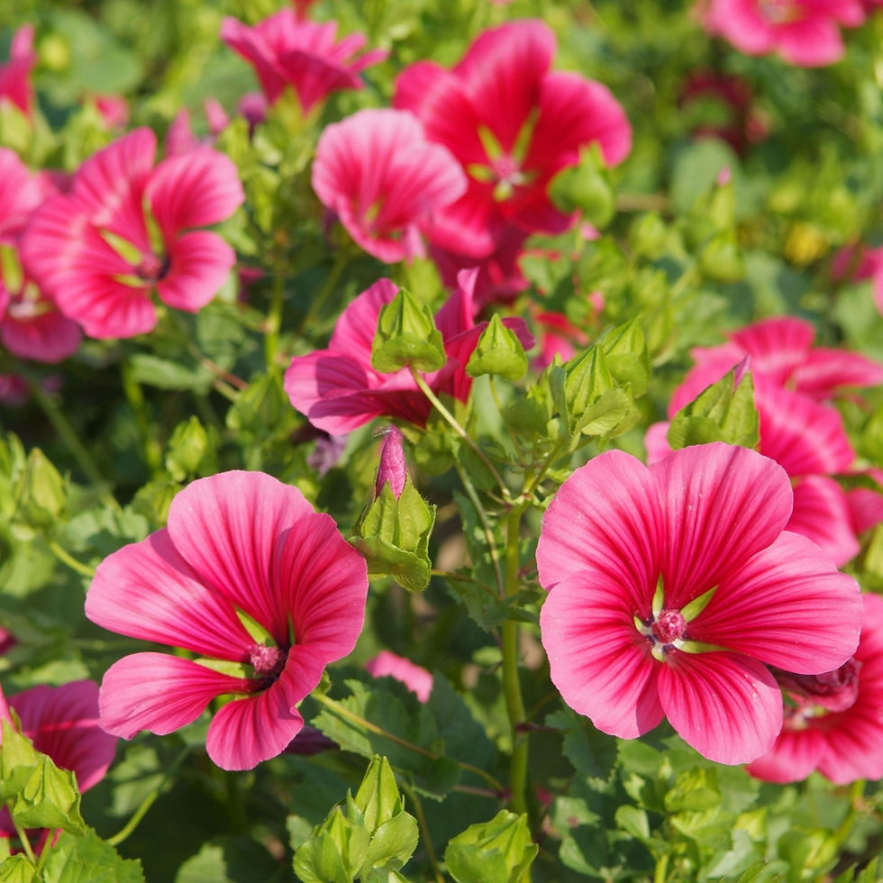 Malope Trifida Vulcan Flowers