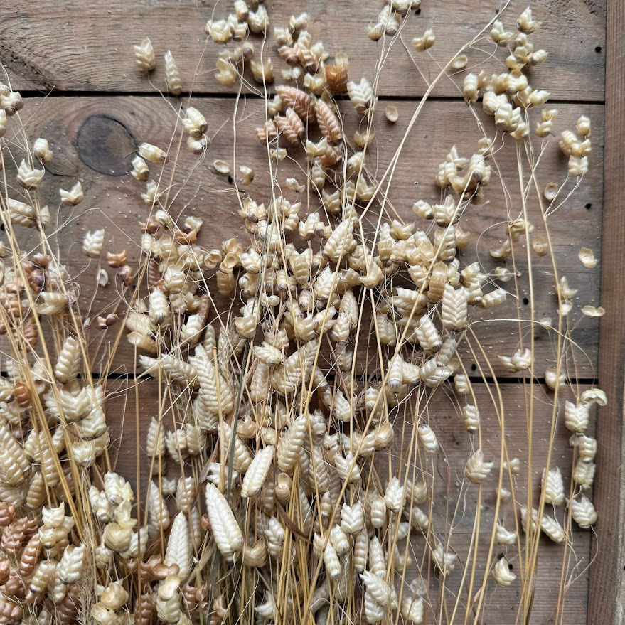 Thumbnail: Briza maxima brings airy texture and gentle movement with its dangling seed heads. A lovely grass for fresh or dried use.
