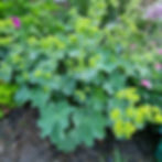 Green plants with dew-covered leaves and yellow blooms fill the garden. Pink flowers peep through lush foliage, creating a fresh, vibrant scene.