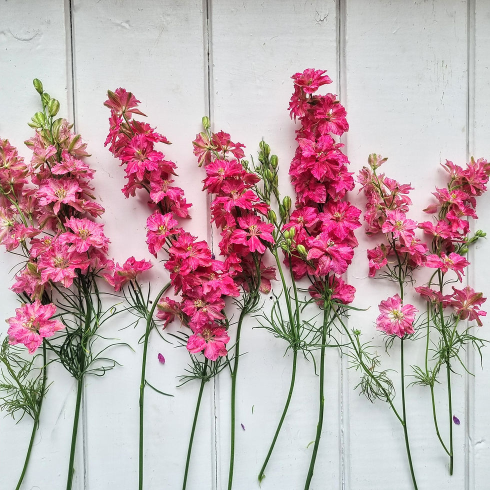 Thumbnail: Delphinium ‘Carmine’ features vivid scarlet spikes ideal for bright, energetic bouquets and garden beds.