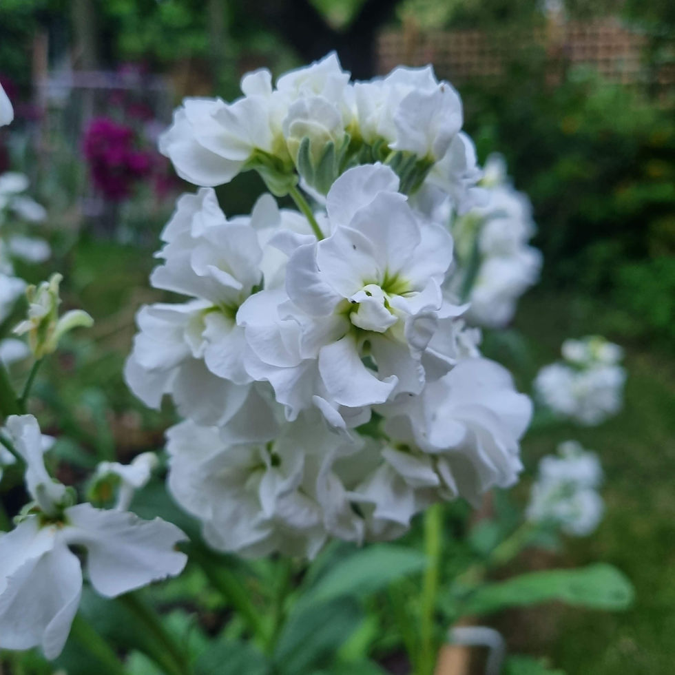 Thumbnail: Matthiola Incana (Stocks) Katz White 5