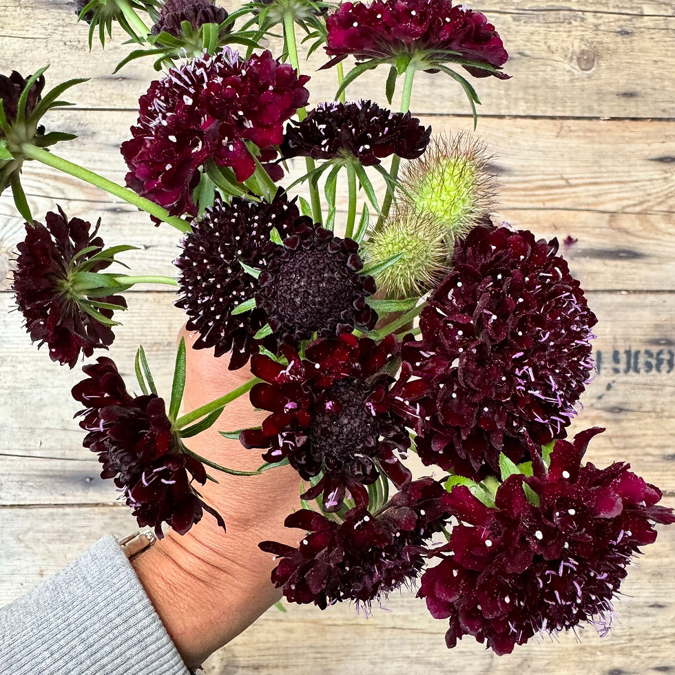 Scabiosa Atropurpurea (Scabious) "Black Knight"1