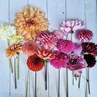 Dahlia rainbow