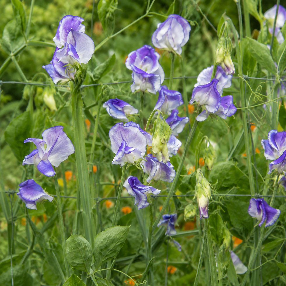 Sweet pea Blue Ripple