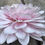 Thumbnail: Dahlia ‘Silver Years’—pale blush  blooms with light green centre,
