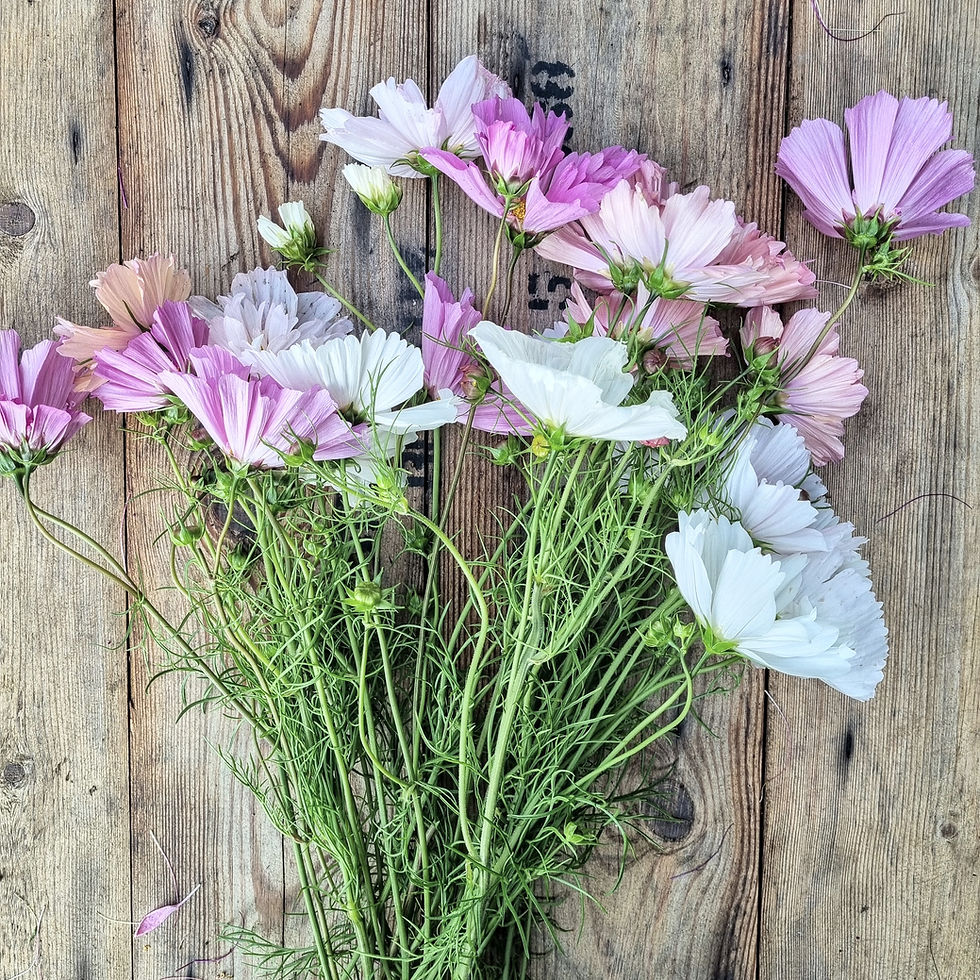 Thumbnail: Cosmos bipinnatus 'Montabello Mix'—soft mix of sculptural cosmos blooms in pink, peach, and white for garden elegance.