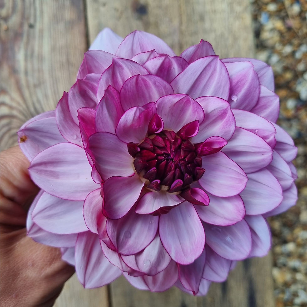 With dusky purple centres and pale outer petals, ‘Crème de Cassis’ adds contrast to cutting gardens and arrangements.