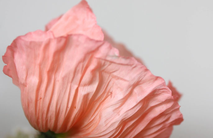 Icelandic_Poppy_1.jpg