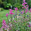 Thumbnail: Salvia Viridis  Sage Clary  Pink Sundae 2