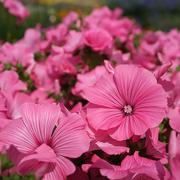 Lavatera Ruby Regis flowers