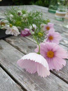 Thumbnail: Cosmos bipinnatus 'Cupcakes Blush'—shell-petalled cosmos with romantic tones, great for pollinators and vase life.