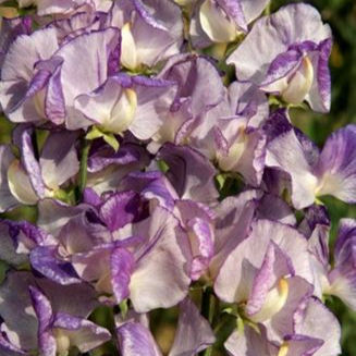 Sweet pea Nimbus