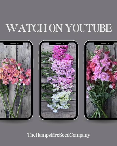 Watch on YouTUBE Graphic image
