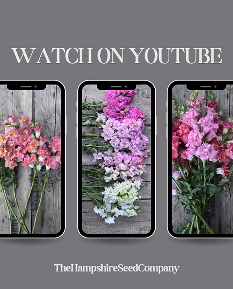 Watch on YouTUBE Graphic image