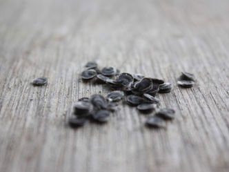 How long do seeds last?