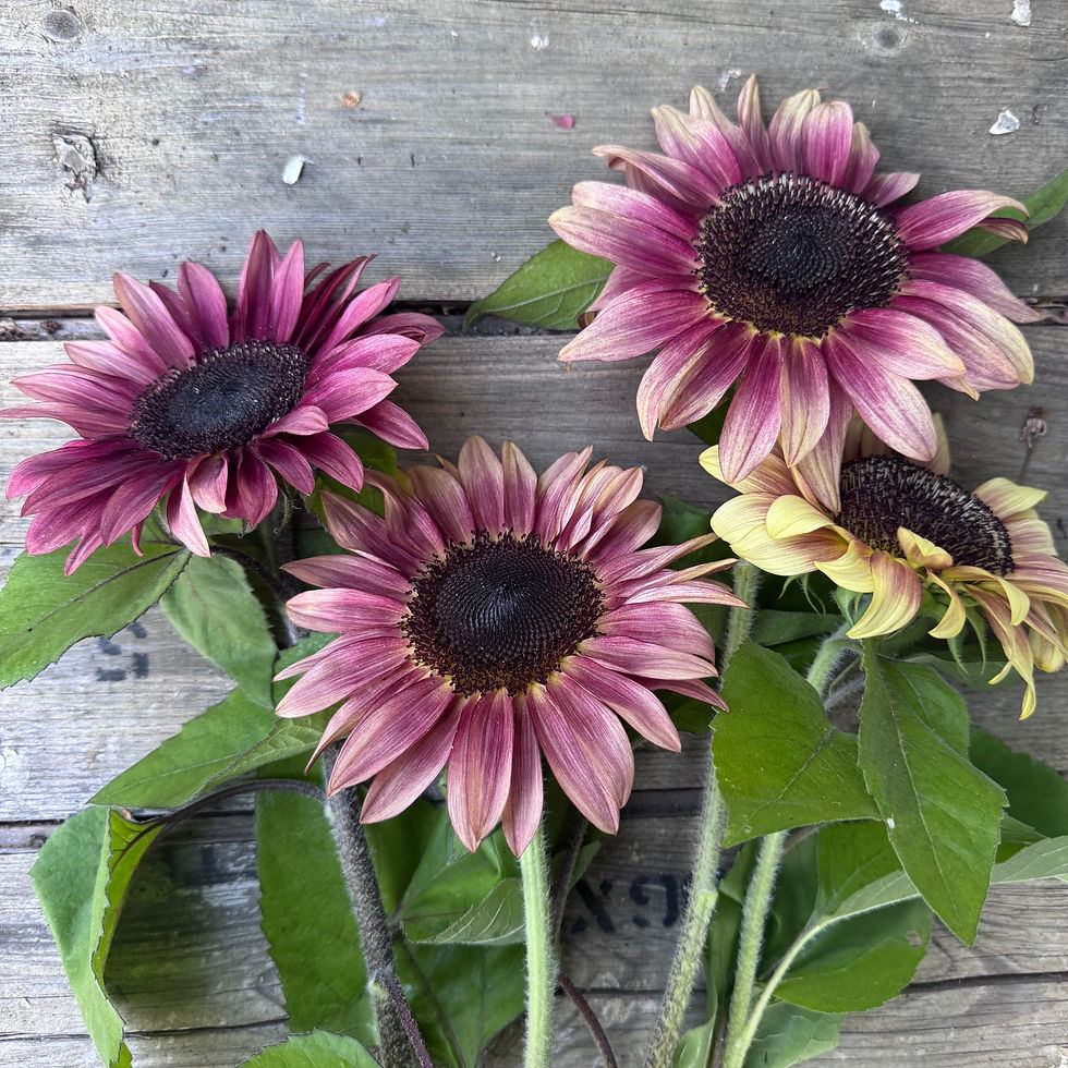 Thumbnail: Helianthus (Sunflower) "Pro Cut Plum" F1