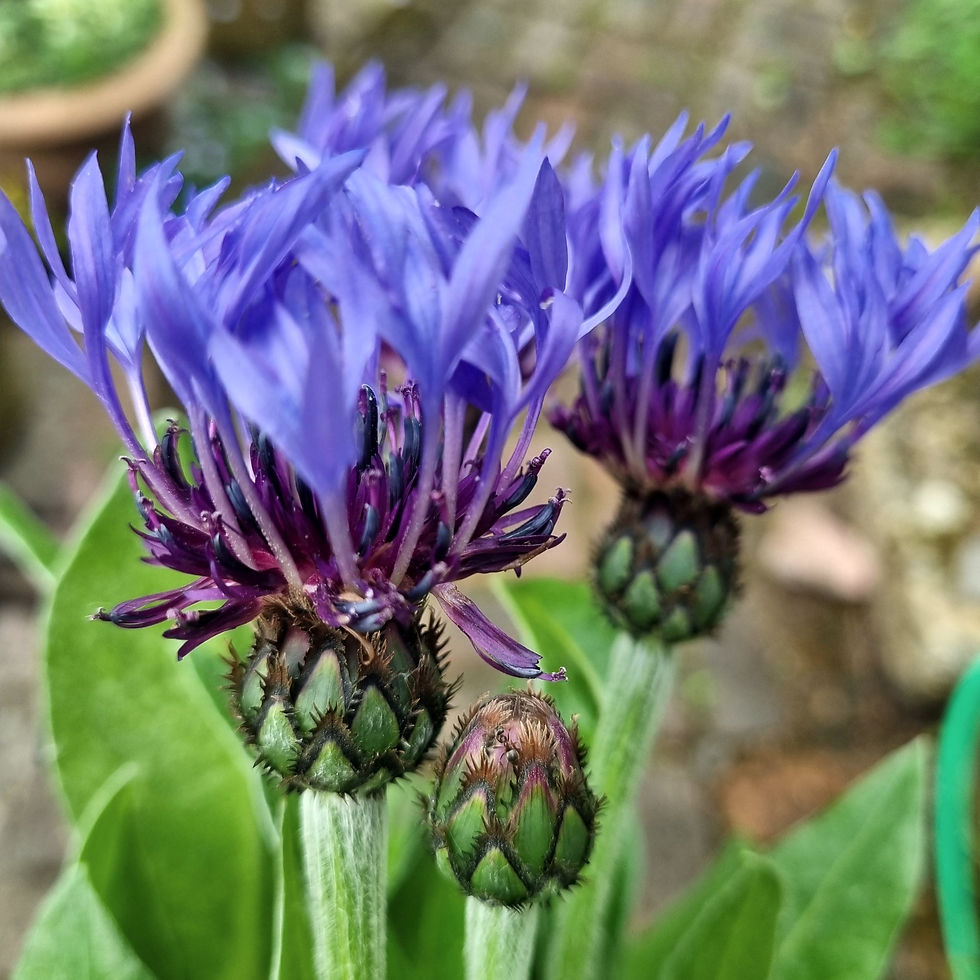 Thumbnail: Centaurea montana—wildflower-style blue blooms with a thistle-like form, loved by pollinators and naturalistic borders.
