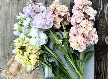 Matthiola incana (Stocks) in pastel lilac and cream shades, classic scented cut flowers for spring harvest.
