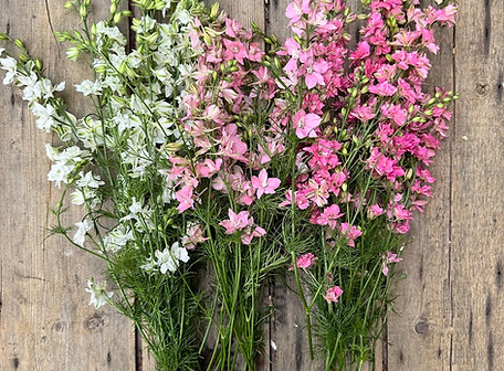 Larkspur flowers in shades of pink and lavender, a hardy annual perfect for cut flower farming.