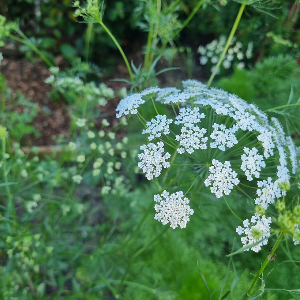 Thumbnail: Ammi majus with umbrella-shaped blooms that resemble lace. Ideal for softening structured bouquets or borders.