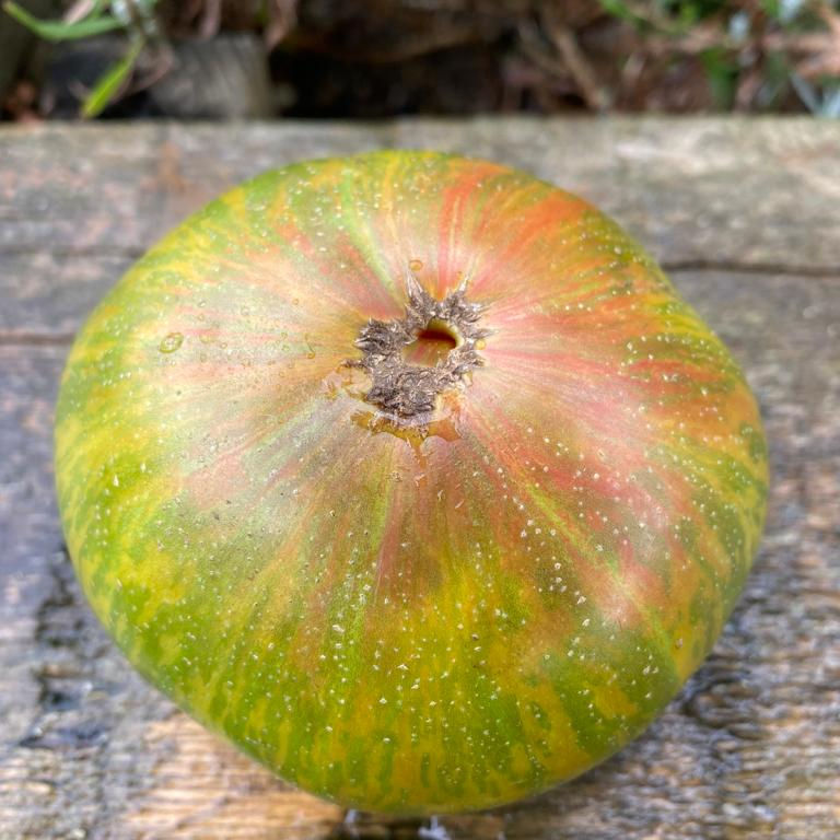 Peppermint stripes heirloom tomato with marbled pink and green skin, medium-large size, ripening on vine.