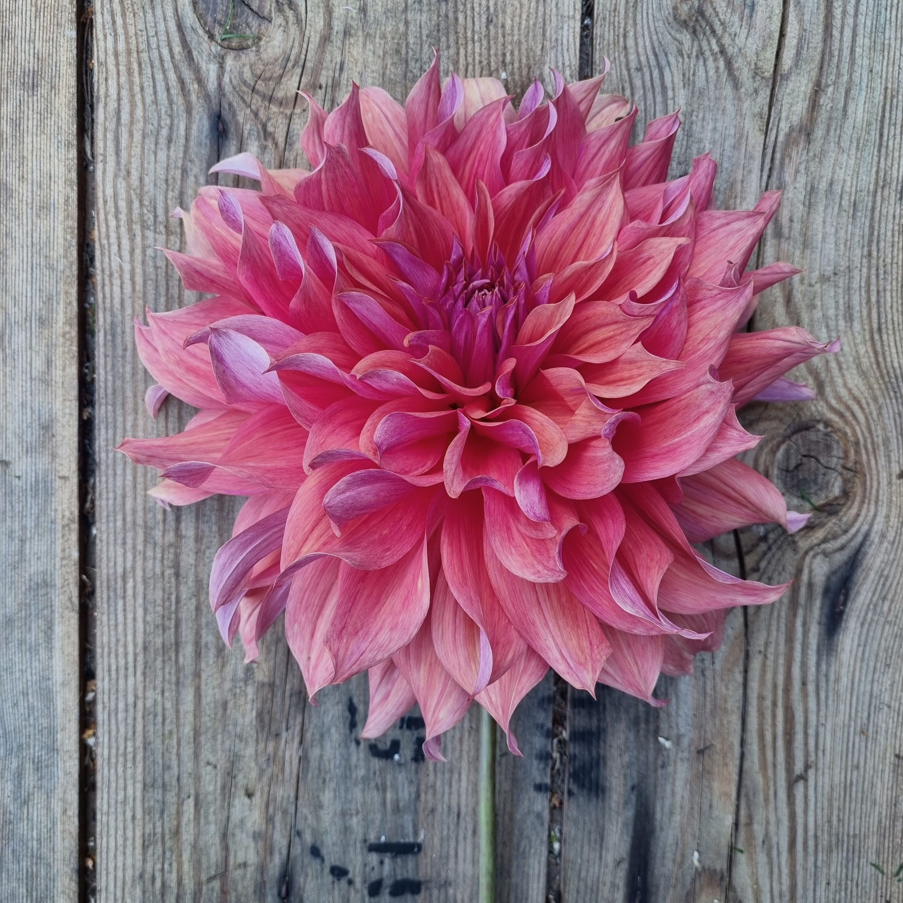 Dahlia 'Belle of Barmera'—giant coral and raspberry blooms with ruffled petals, perfect for bold summer bouquets.