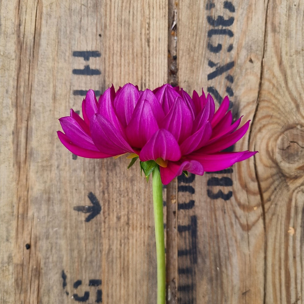 Thumbnail: Dahlia 'Berner Oberland'—structured red blooms with rich colour payoff, loved for long vase life and garden impact.