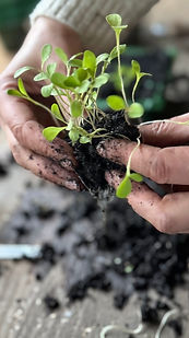 hands seperating seedlings from the snapdragon grow along