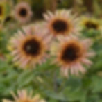 Sunflower Astra Rose with peach shaggy petals