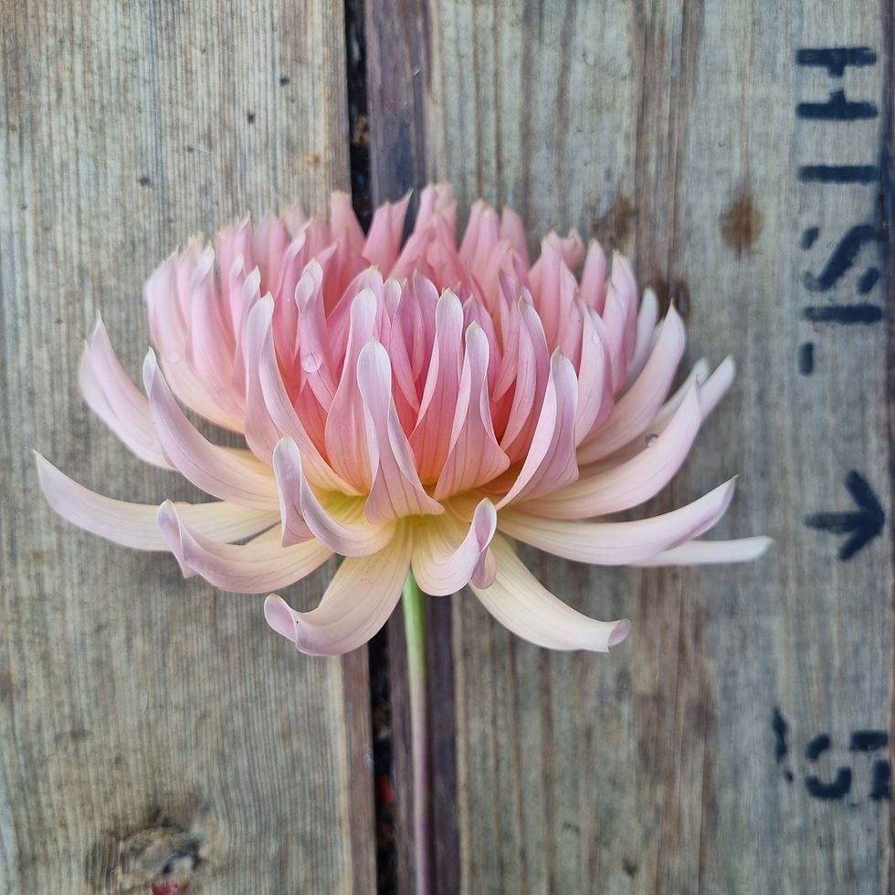 Thumbnail: Dahlia ‘Henriette’ blooms in warm blush-peach, making it a favourite for wedding work and tonal arrangements.