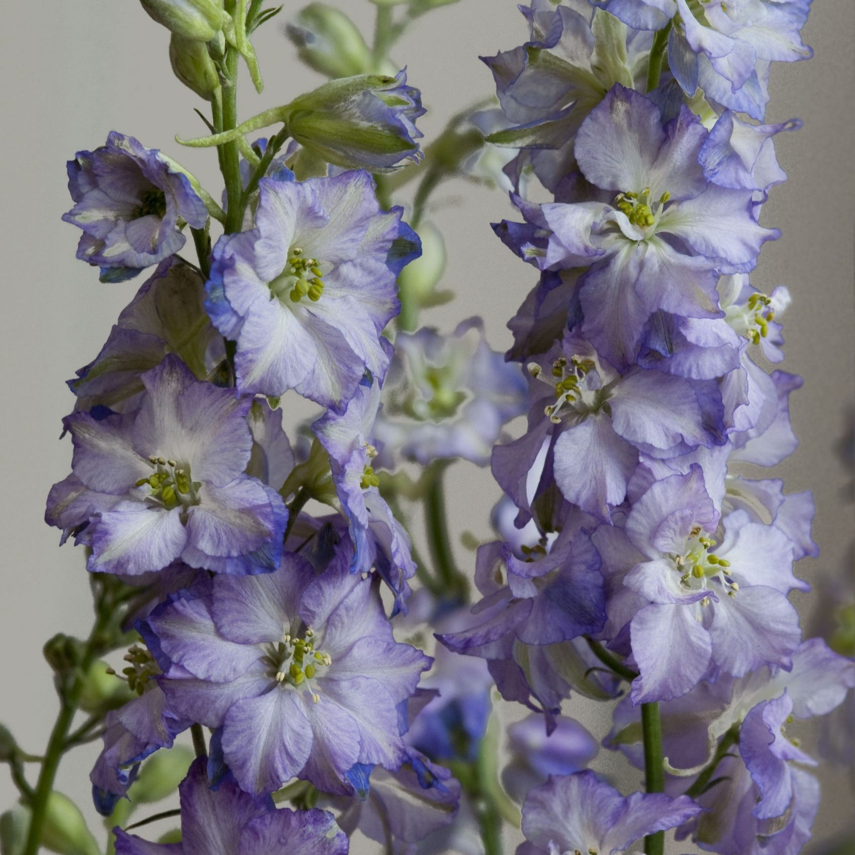 Larkspur Fancy Purple Picotee