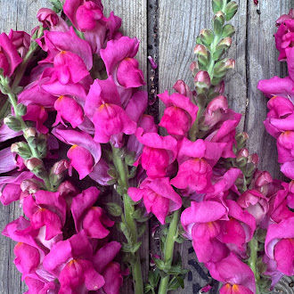 Florist-grade Potomac snapdragon in vibrant dark pink, blooming on strong upright stems