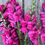 Thumbnail: Florist-grade Potomac snapdragon in vibrant dark pink, blooming on strong upright stems