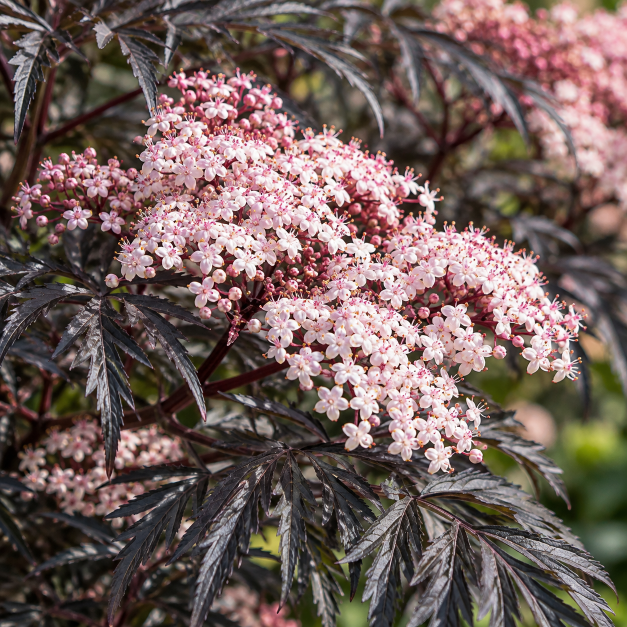 Sambucus Nigra 'Black Frills' with pink flowers