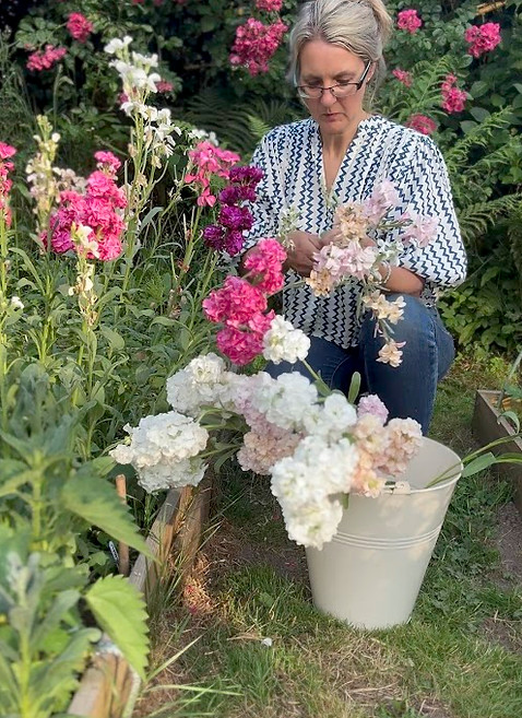 Picking Matthiola Incana flowers in field for growalong