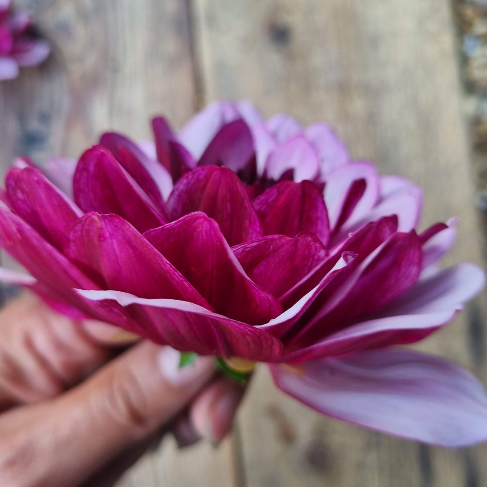 Thumbnail: Striking bicolour petals make ‘Crème de Cassis’ a standout choice for florists seeking depth and tonal drama.